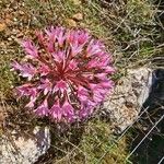 Brunsvigia bosmaniae Blomma