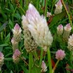Celosia argentea Maua