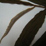 Xylopia surinamensis 其他