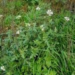 Diplotaxis erucoides Habit