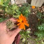 Calendula officinalisFlors