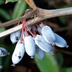 Berberis julianae Fruit