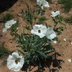 Argemone albiflora Habit