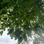 Ficus superba