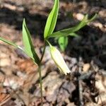 Uvularia sessilifolia 花