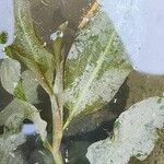 Potamogeton lucens 整株植物