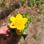 Caltha palustris Flower