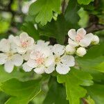 Crataegus laevigata Blüte