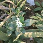 Catharanthus roseusফুল