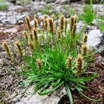 Plantago alpina Хабит