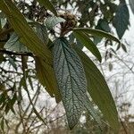 Viburnum rhytidophyllumLeaf