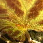 Begonia imperialis Leaf