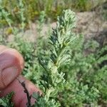 Artemisia caerulescens Hoja