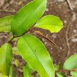 Chrysophyllum cainito Hoja