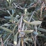 Atriplex portulacoides ഇല