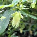 Passiflora tenuifila Other