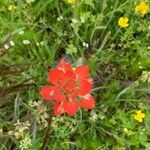 Castilleja indivisa Flor
