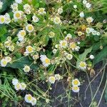 Erigeron strigosus Цвят