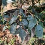 Celtis australis Blatt