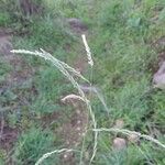 Disakisperma yemenicum Flower