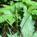 Cardamine pentaphyllos Frutto