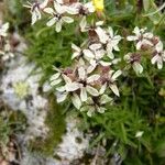 Saponaria lutea Hábito