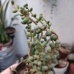 Sedum stahlii Blad