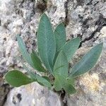 Bupleurum angulosum Hoja