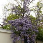 Wisteria sinensis Alkat (teljes növény)