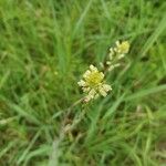 Turritis glabra Flower