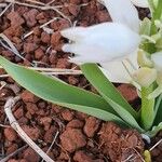 Chlorophytum tuberosum Leaf