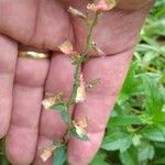 Cuphea ericoides Flor