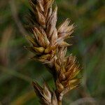 Carex colchica Fruit