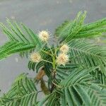 Anadenanthera colubrina പുഷ്പം