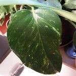 Epipremnum aureum Hoja