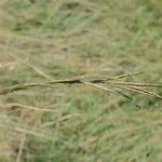 Brachypodium phoenicoides Blomst