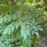 Aralia spinosa Blatt