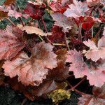 Heuchera sanguinea Лист