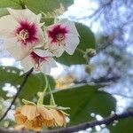 Dombeya burgessiae Kwiat