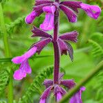 Stachys chamissonis Blomma