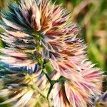 Dactylis glomerata Flower