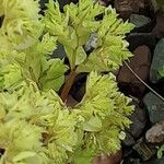 Euphorbia falcata Çiçek