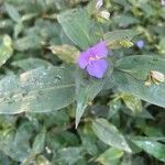Tinantia pringlei Flower