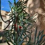 Senecio serpens Blad