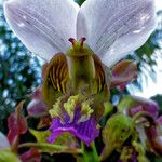 Eulophia horsfallii Flower