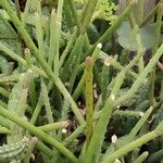 Rhipsalis grandiflora Leaf