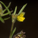 Vahlia dichotoma Blomma