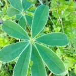 Lupinus albus Hoja