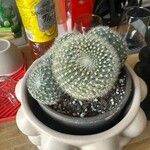 Mammillaria hahniana برگ