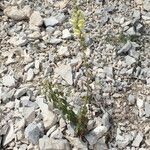 Antirrhinum latifolium Hábito